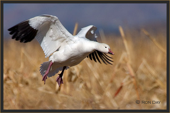 Snow Goose, (Chen caerulescens), Bosque del Apache